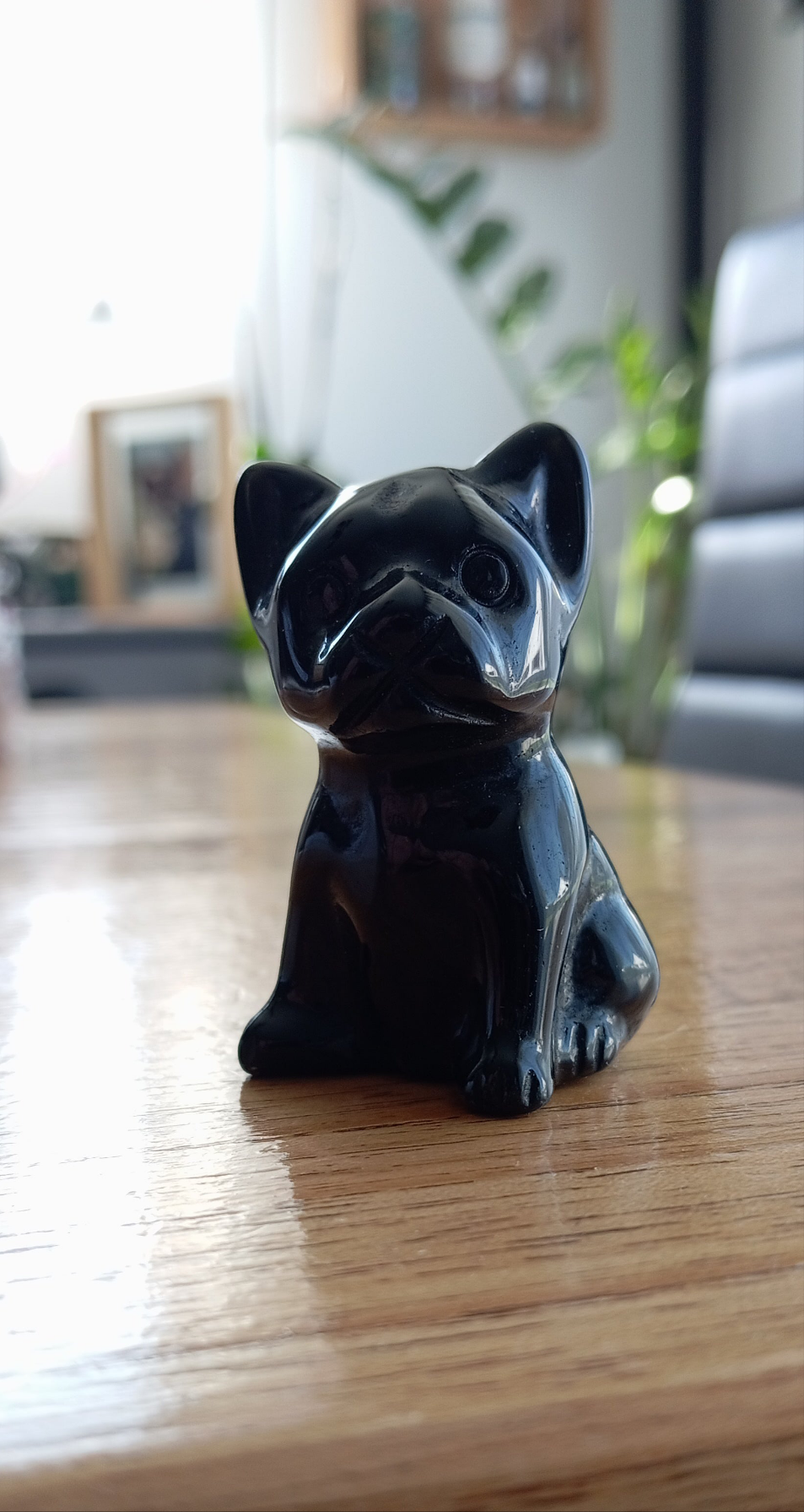 Bulldog obsidienne noire